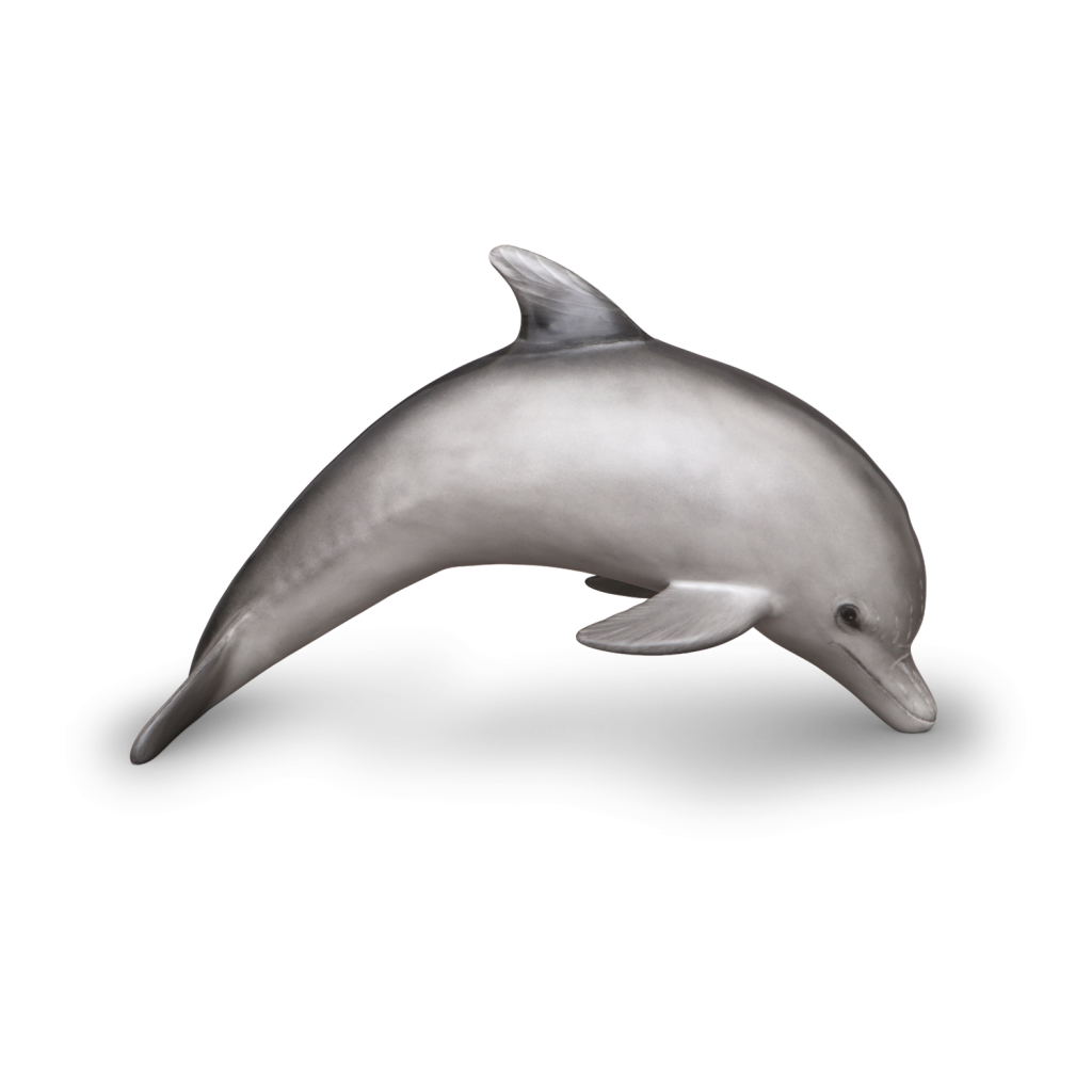 Dolphin, large